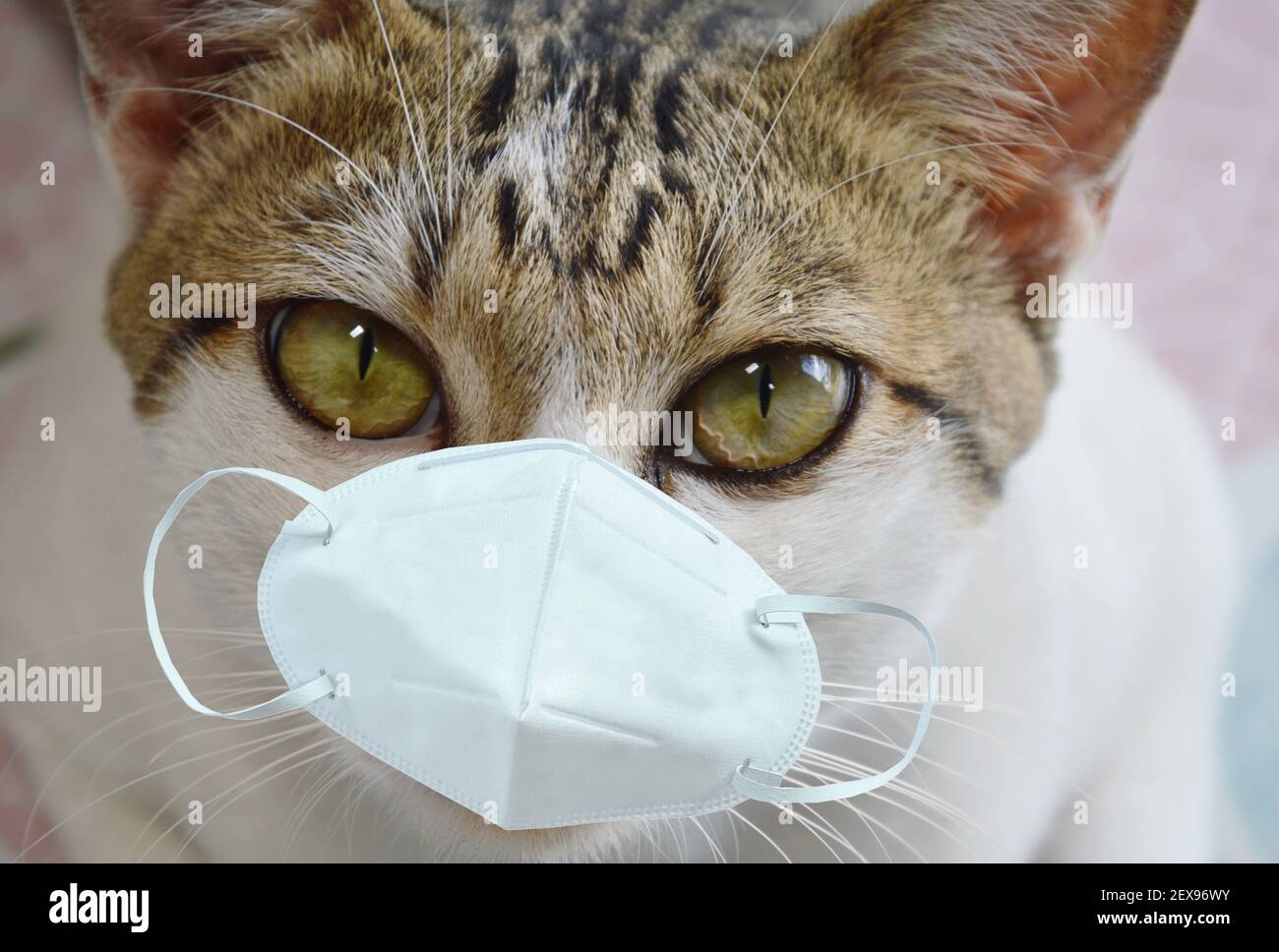 Katze trägt hygienische Maske für Schutz Nase und Mund Stockfoto