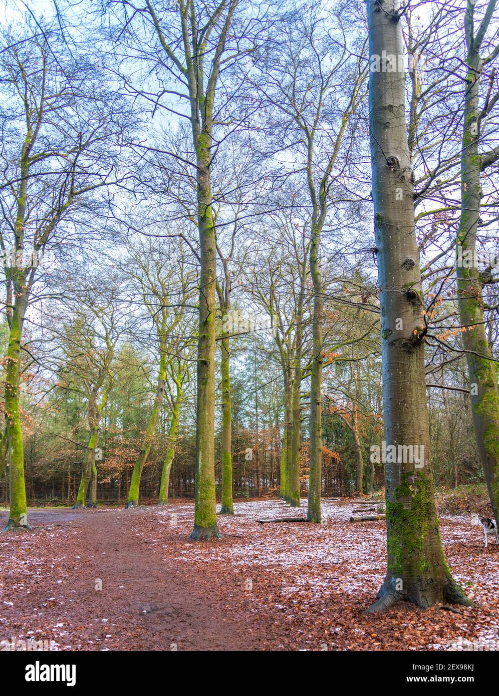 Winterszene mit ein wenig Schnee im Wald Stockfoto