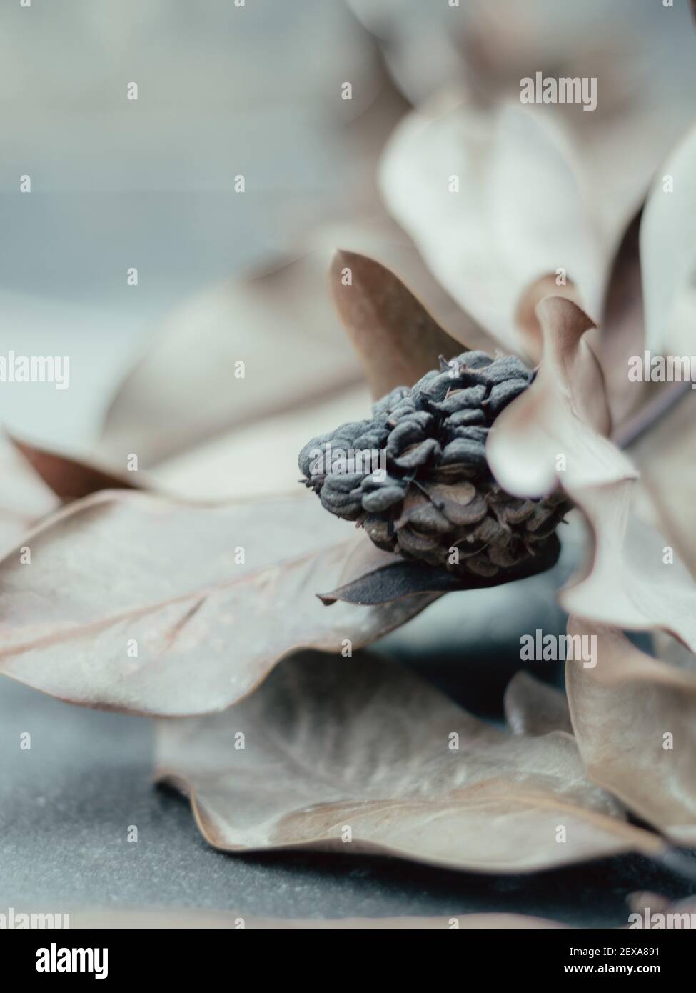 BARCELONA, SPANIEN - 14. Feb 2021: Eine Blume stirbt allein Stockfoto
