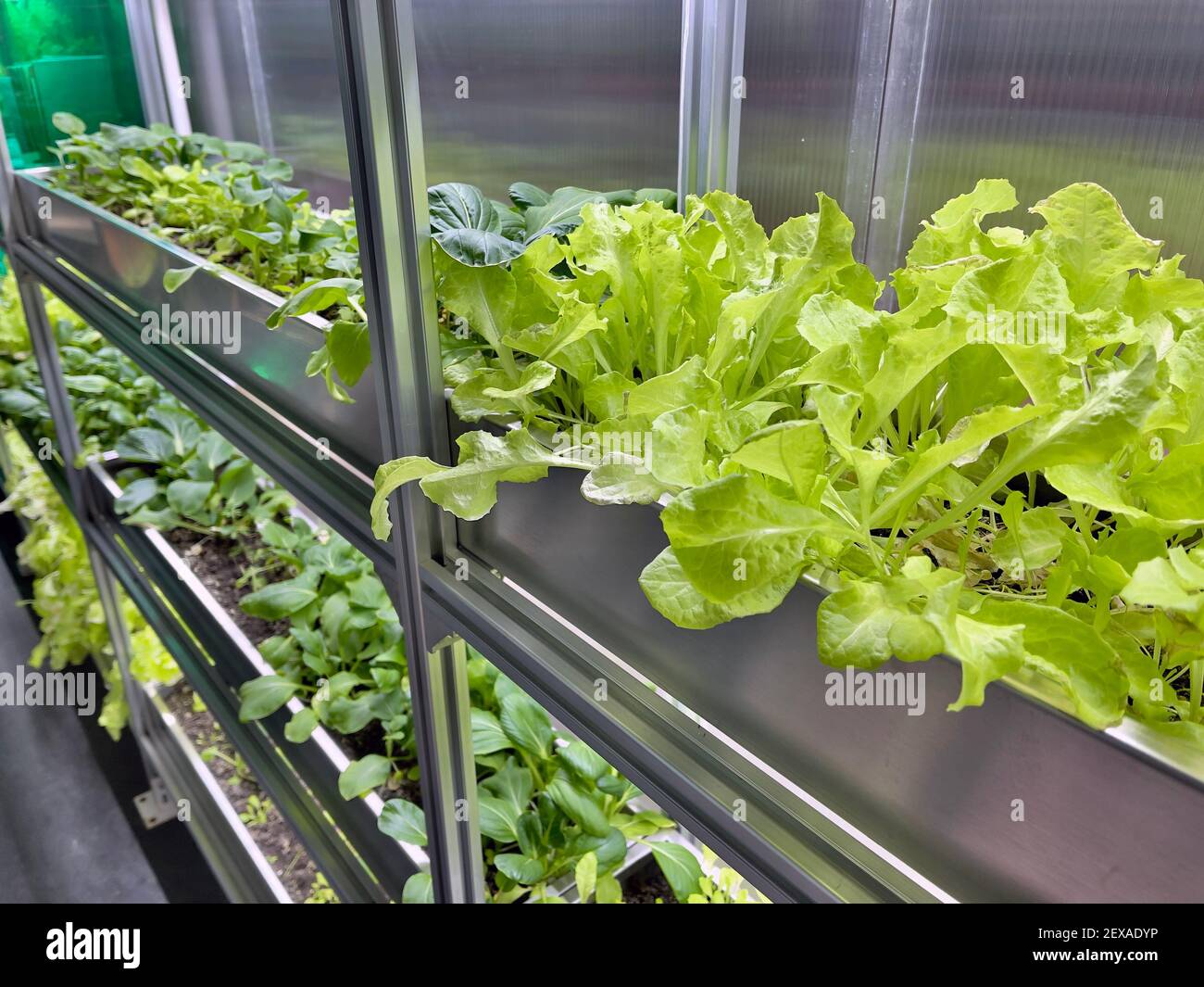 Gemüse- und Salatanbau verlässt das Polycarbonat High-Tech Indoor Greenhouse die Aluminium-Regale unter künstlichem Licht. Stockfoto