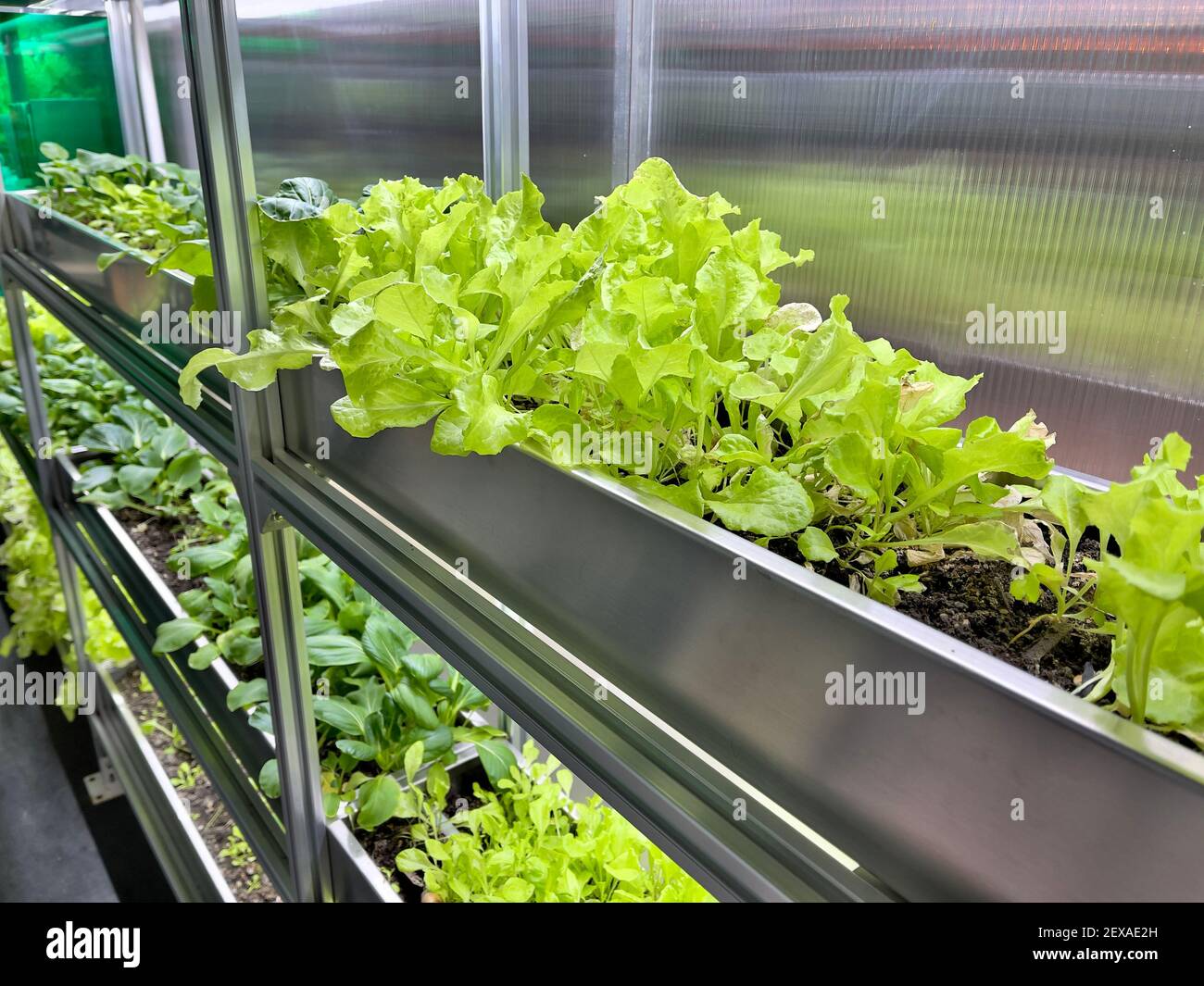 Gemüse- und Salatanbau verlässt das Polycarbonat High-Tech Indoor Greenhouse die Aluminium-Regale unter künstlichem Licht. Stockfoto
