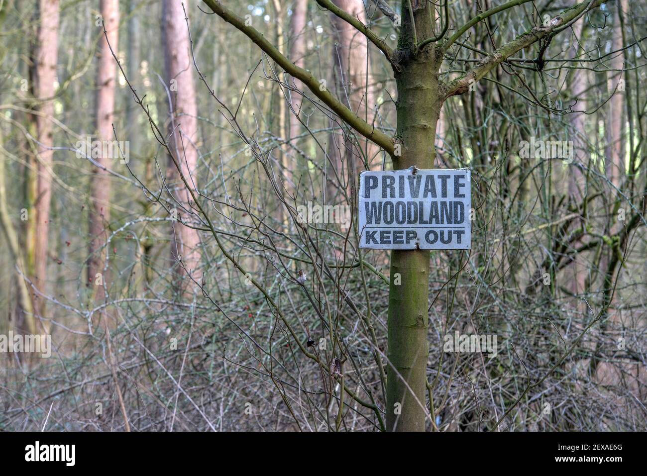 Ein hölzernes schwarz-weißes Schild, das an einen großen Baum mit den Worten privater Wald befestigt ist, hält sich darauf ab. Stockfoto