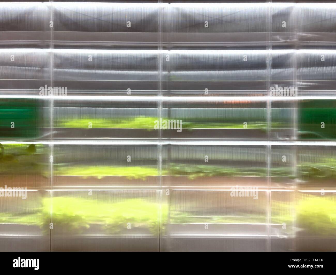 Polycarbonat Gewächshaus wachsenden Pflanzen Gemüse im Inneren unter künstlichem Licht. Stockfoto