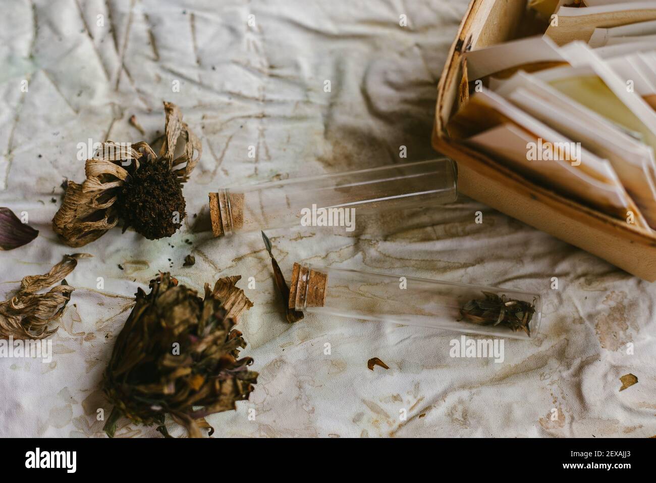 Getrocknete Zinnia-Blumensamen auf verschiedene Weise speichern Stockfoto