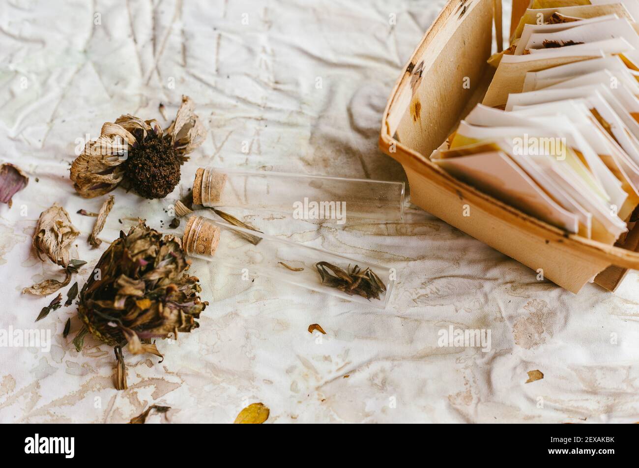 Getrocknete Zinnia-Blumensamen auf verschiedene Weise speichern Stockfoto
