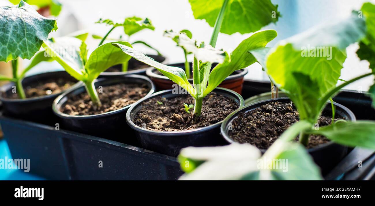 Sämlinge von Gurken in Tassen auf dem Fenster. Selektiver Fokus. Natur. Stockfoto