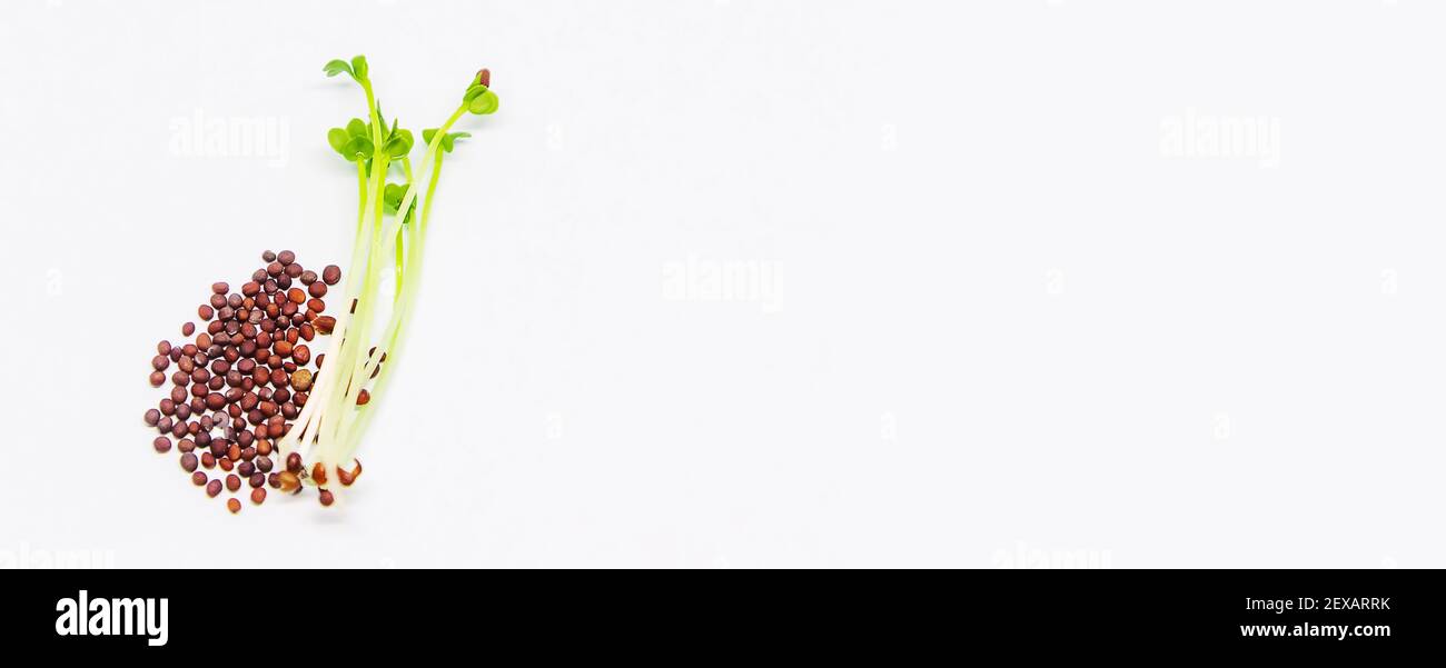 Microgreen in einem Behälter Nahaufnahme. Selektiver Fokus. Junge Frühjahrsernte von arugula.selectiv Fokus .nature Stockfoto