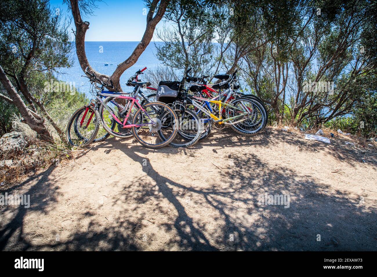 Eine Gruppe von Fahrrädern, die auf Bäumen gelehnt zurückgelassen wurden Stockfoto