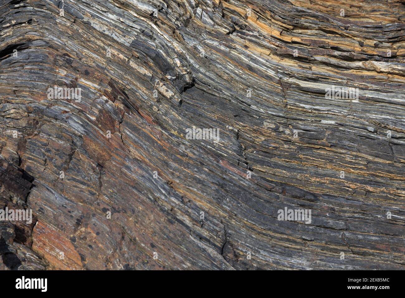 Rock Strata Hintergrund, Roseland Peninsula, Cornwall, Großbritannien Stockfoto