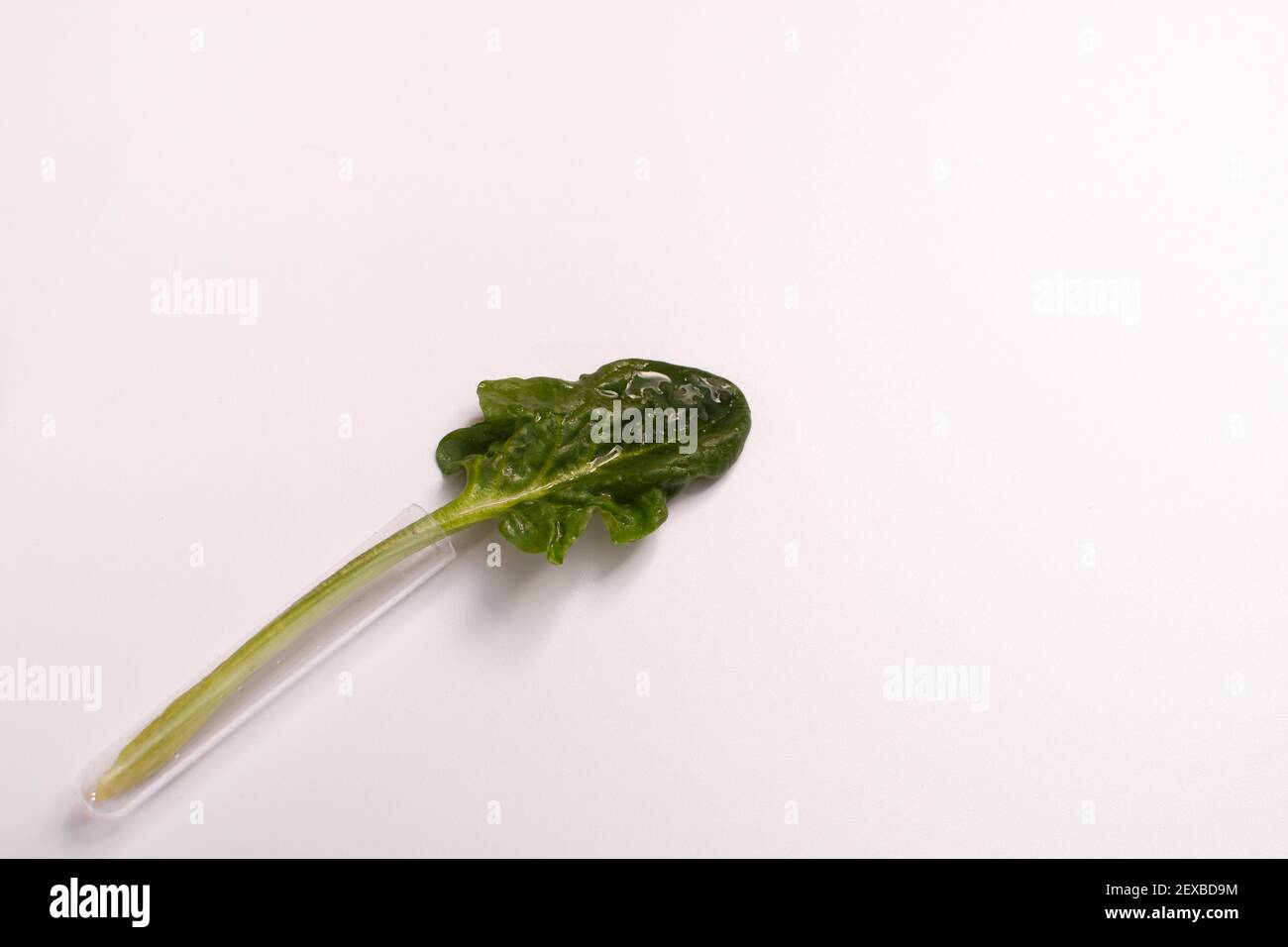 Spinatblatt mit Wassertropfen in einer Glaskolbe Stockfoto