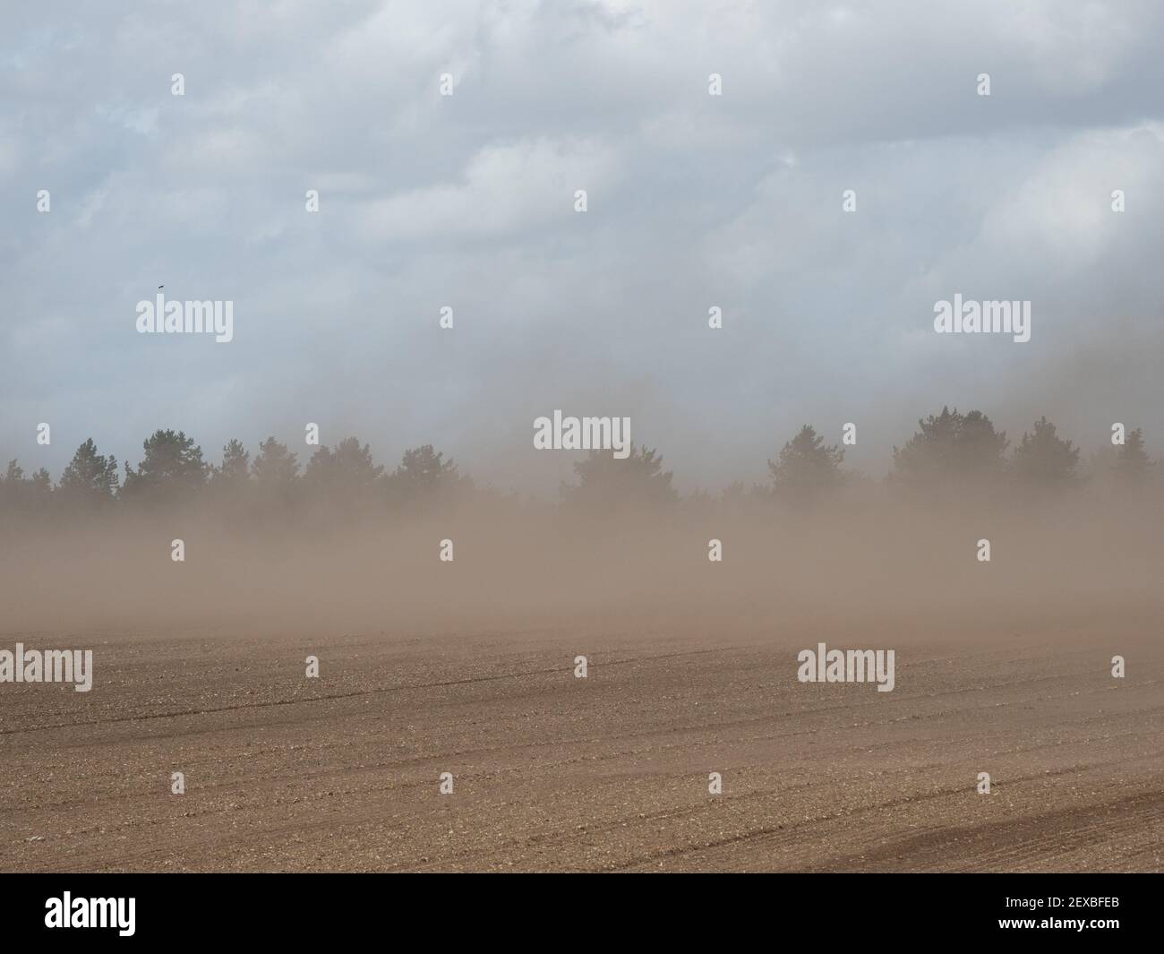 Top Boden wird in einem Sturm weggeblasen Stockfoto