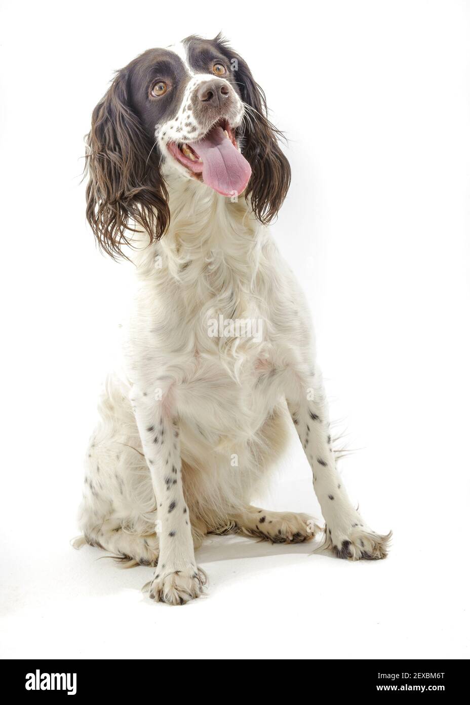 Ein englischer Springer Spaniel, ein arbeitend Schützenhund Rasse, vor einem weißen Hintergrund fotografiert in einem Studio Stockfoto