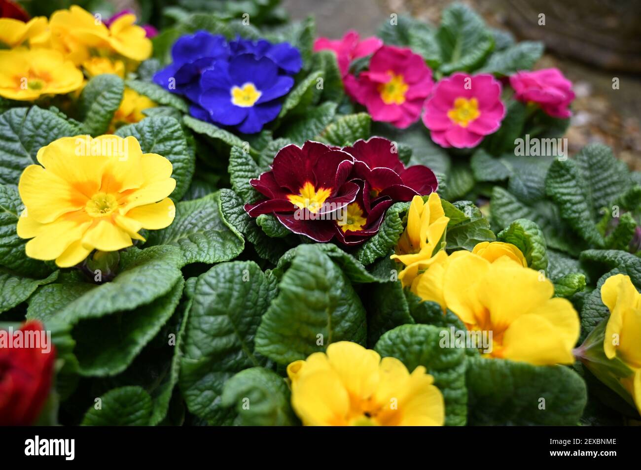Mehrfarbige Garten Primula Blumen. Tablett von bunten Frühling blühende Primrose Pflanzen. Stockfoto