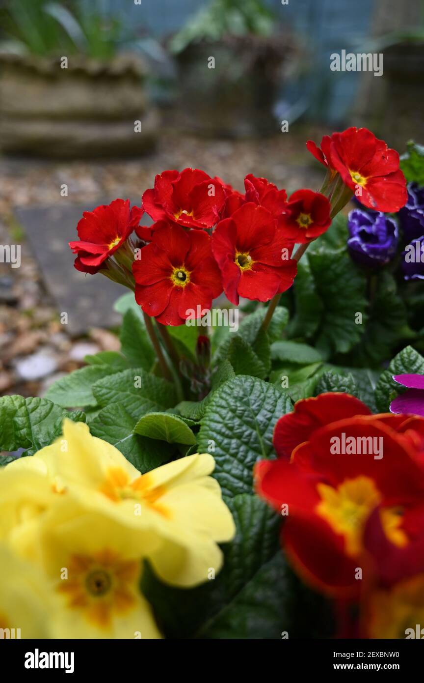 Mehrfarbige Garten Primula Blumen. Tablett von bunten Frühling blühende Primrose Pflanzen. Stockfoto