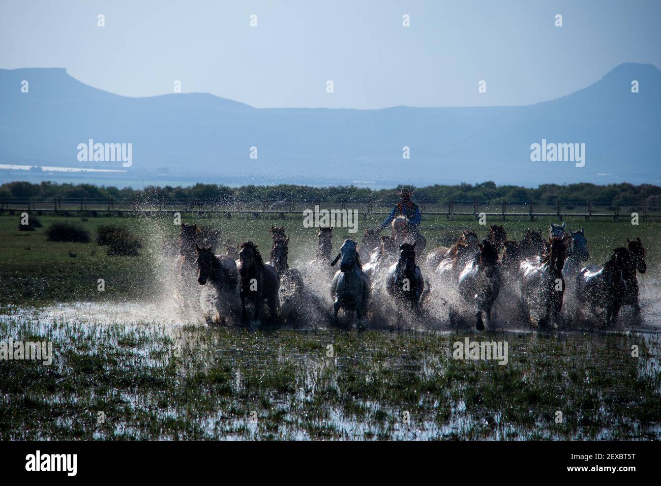 Wildpferde sind sehr schwach, aber schnell. Einige Leute versuchen, sie zu sammeln und zu domestizieren. Fotos wurden in der türkei kayseri gemacht. Stockfoto