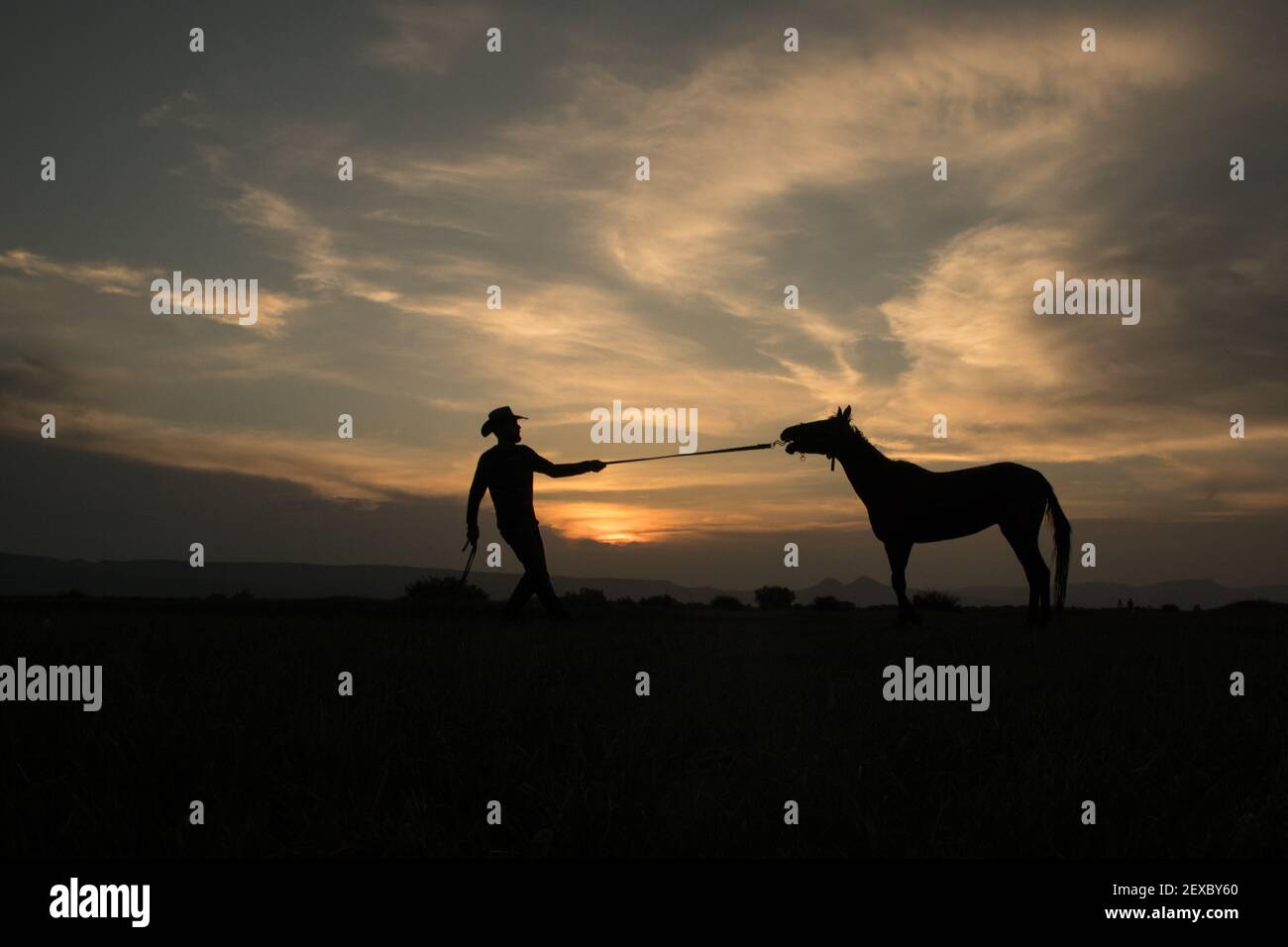 Wildpferde sind sehr schwach, aber schnell. Einige Leute versuchen, sie zu sammeln und zu domestizieren. Fotos wurden in der türkei kayseri gemacht. Stockfoto