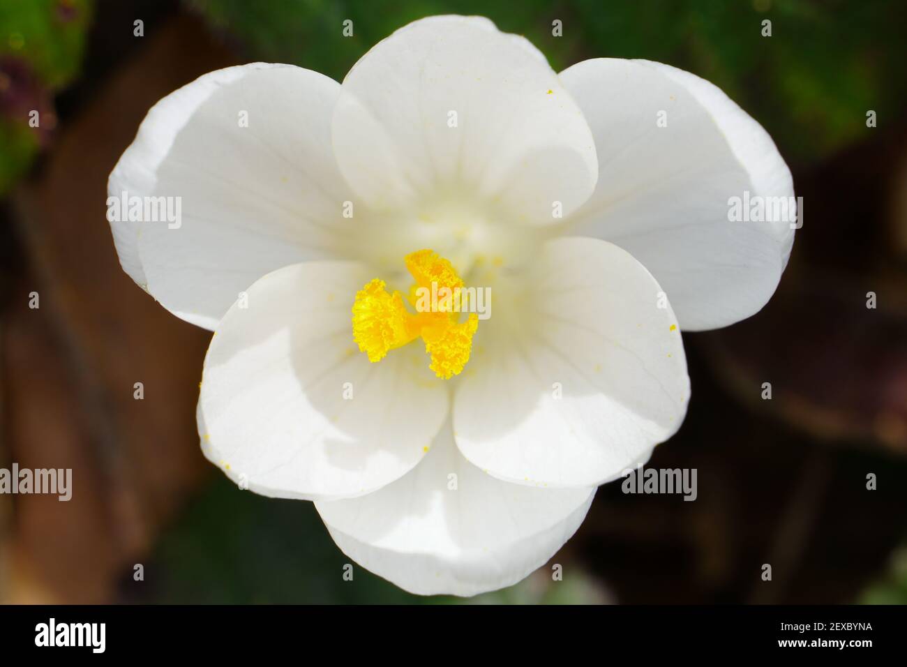 Weißer Krokus-Safran. Feder. Blumenfragment Stockfoto
