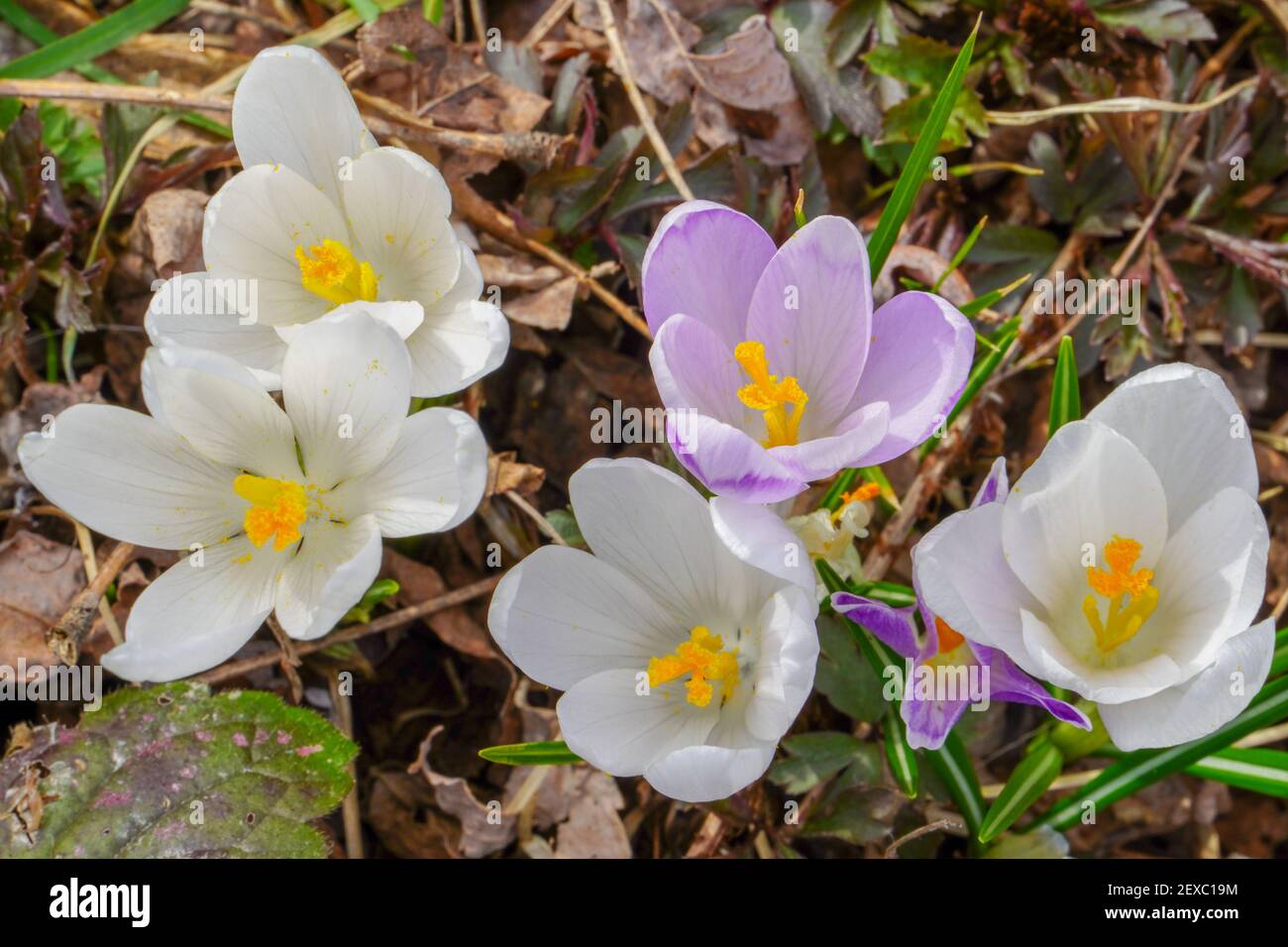 Crocus (Plural: Crocuses oder croci) ist eine Gattung von blühenden Pflanzen in der Familie der Iris. Blumen Nahaufnahme auf einem unscharfen natürlichen Hintergrund. Der erste Spri Stockfoto