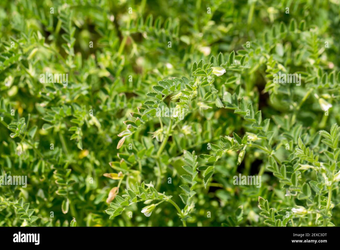 Grüne pod Kichererbse wachsen auf dem Feld Stockfoto