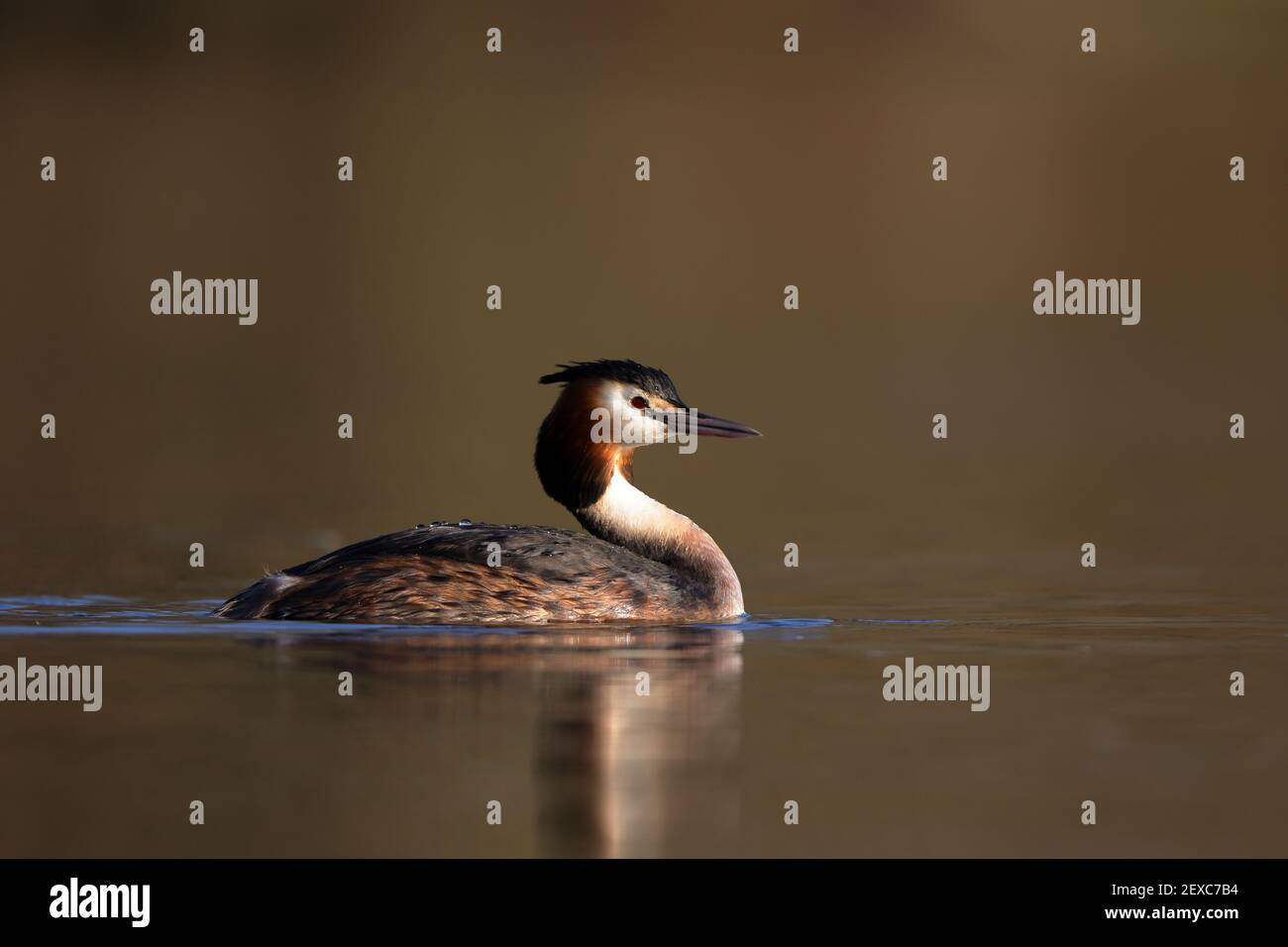 Der Haubentaucher ist ein Mitglied der grebe Familie von Wasservögeln für seinen umfangreichen Paarung. Stockfoto