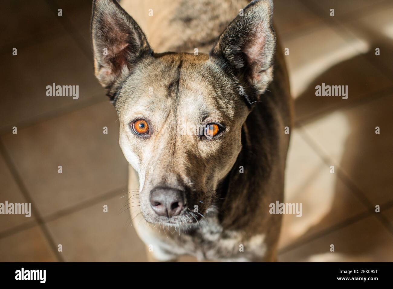 Morgenlicht Porträt von Hund Stockfoto
