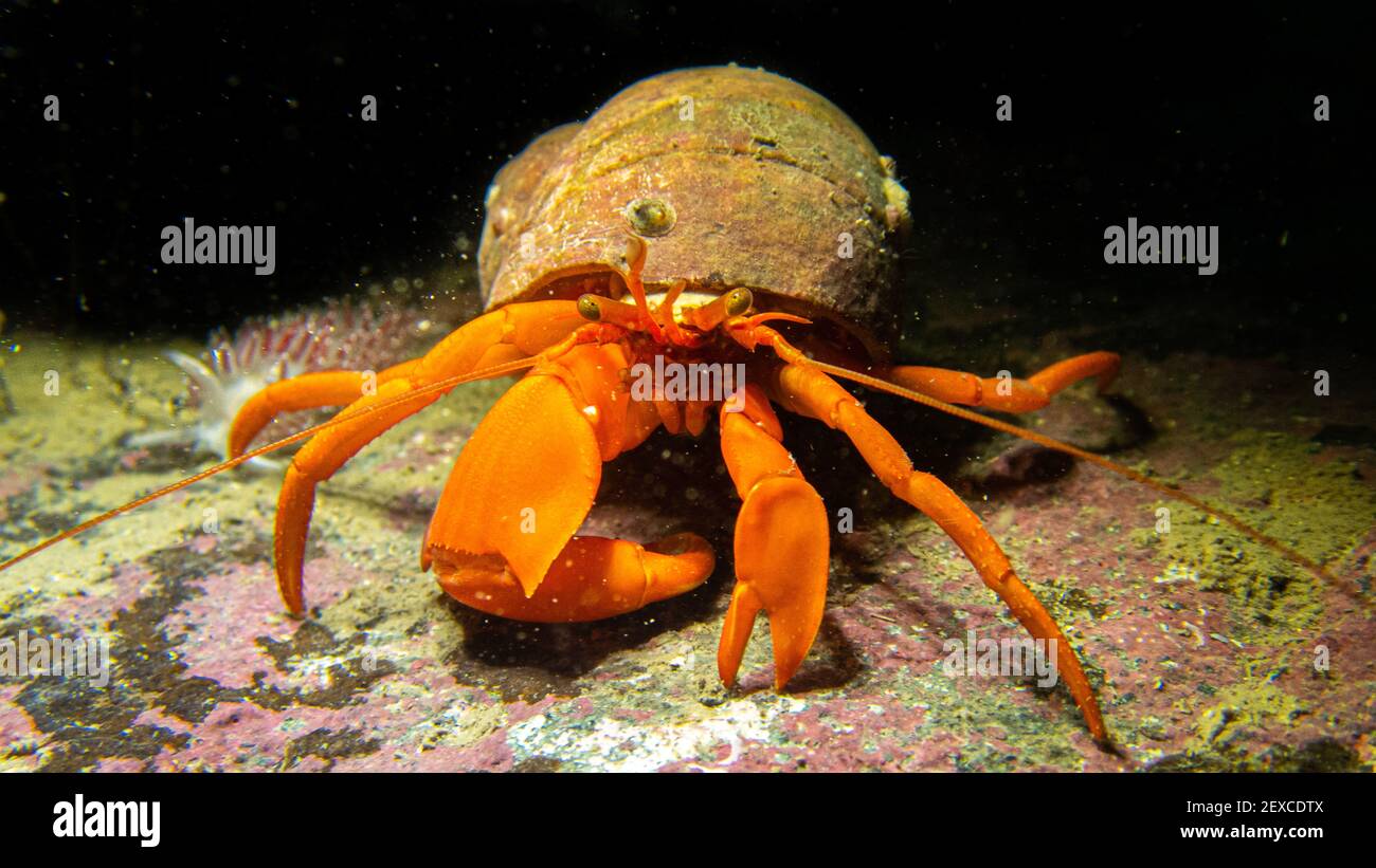 Orange Hermit Krabbe kommt bei Camera Underwater Southeast Alaska, USA Stockfoto