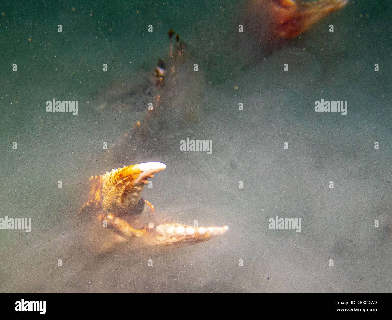 Dungeness Krabbenkrallen durch das trübe Wasser, Underwater Alaska, USA Stockfoto