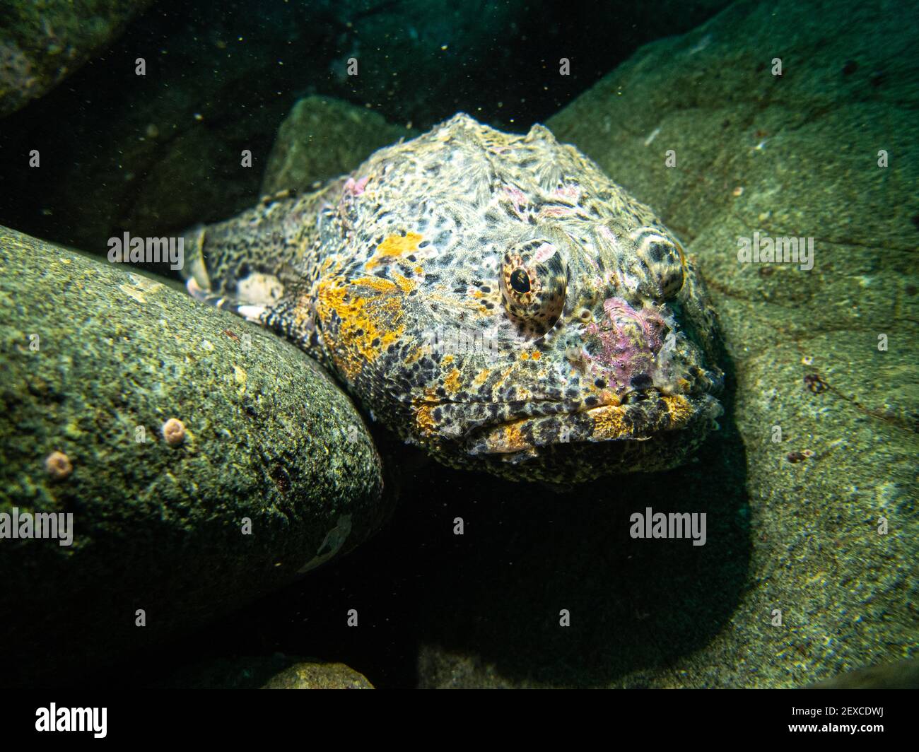 Colourful Blob Sculpin ruht auf Rocks Underwater Southeast Alaska, USA Stockfoto