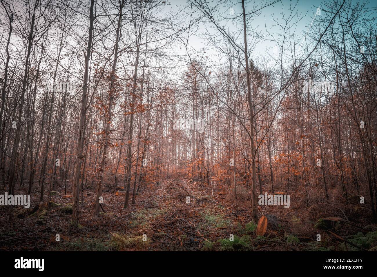 Ein sonnenbeschienenen Wald an einem Dezembermorgen im Herbst Atmosphäre Stockfoto