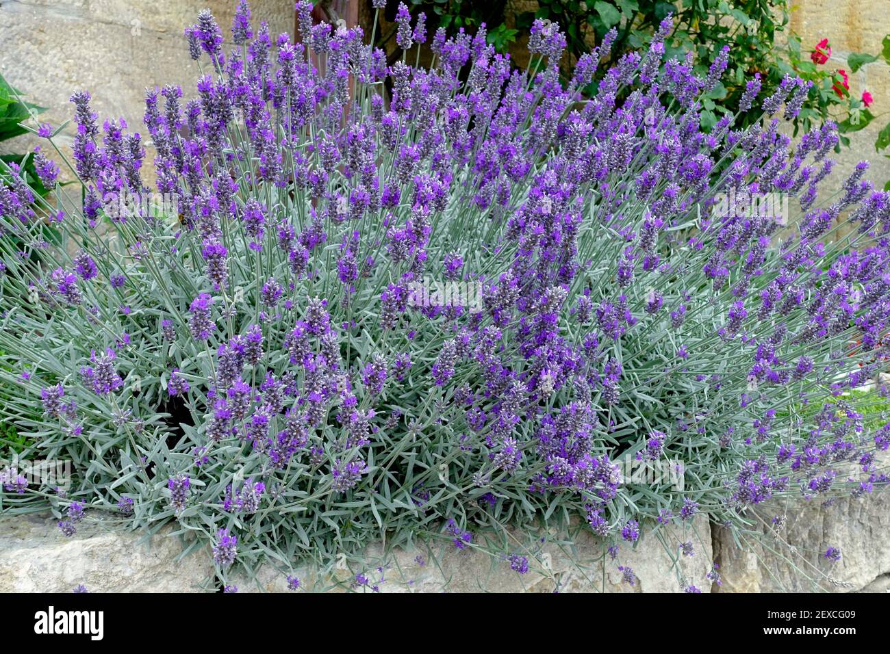 Gartenwand mit blauem Lavendel, Lavendel wächst und blüht auf einer Gartenwand Stockfoto