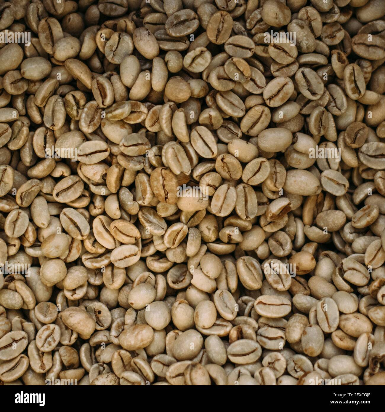 Nahaufnahme des rohen Kaffeebohnen Stockfoto