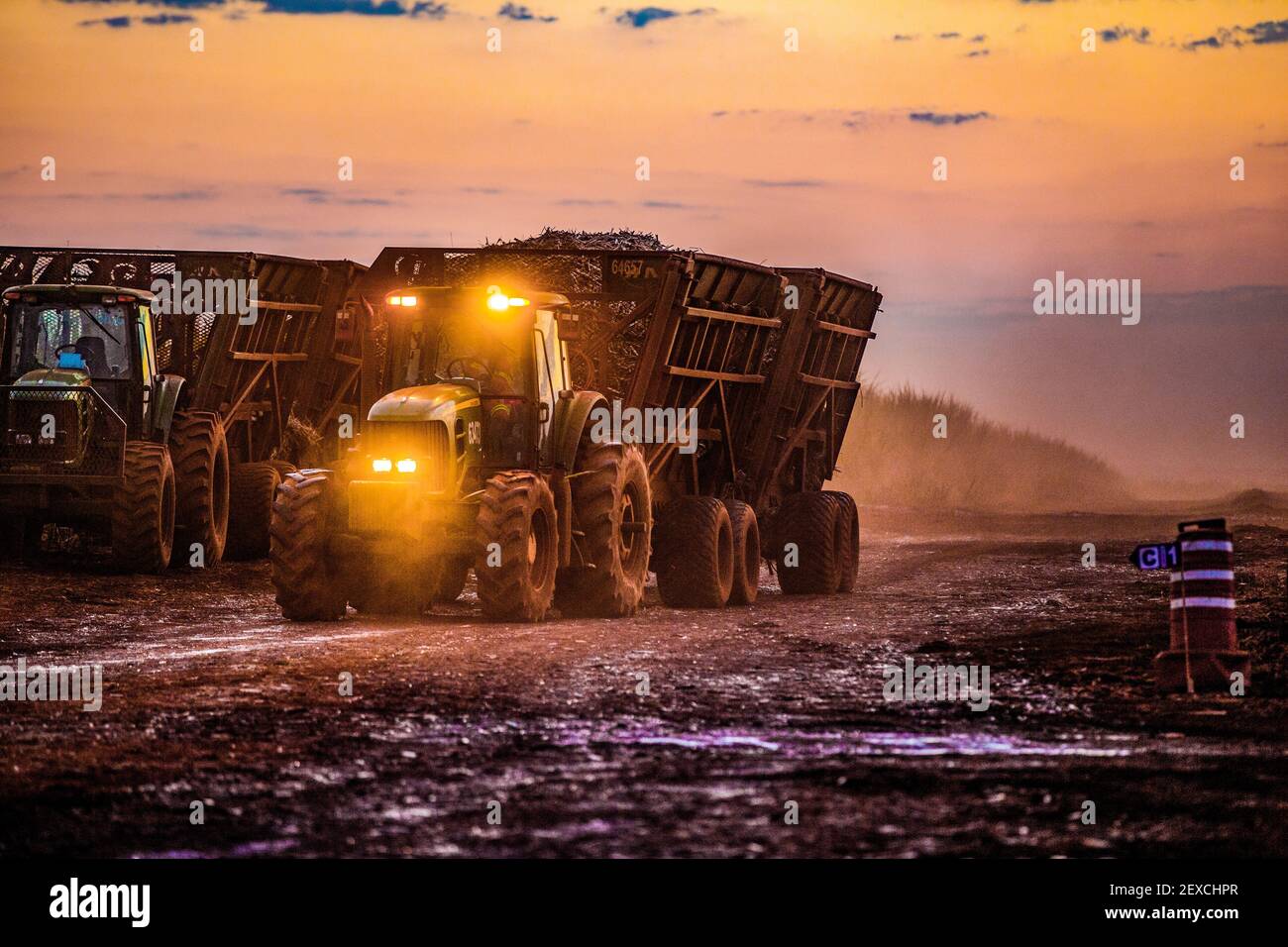 Ernte von Zuckerrohr als Teil der Biokraftstoffproduktion in Brasilien Stockfoto