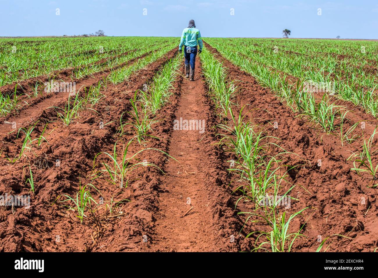 Anbau von Zuckerrohr als Teil der Biokraftstoffproduktion in Brasilien Stockfoto