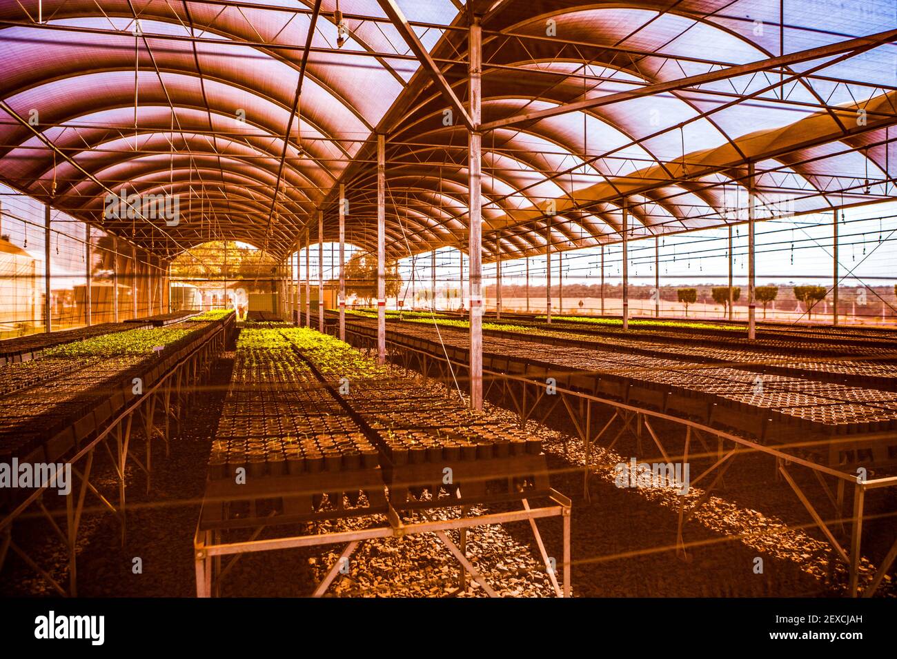 Anbau von Kulturpflanzen als Teil der Biokraftstoffproduktion in Brasilien Stockfoto