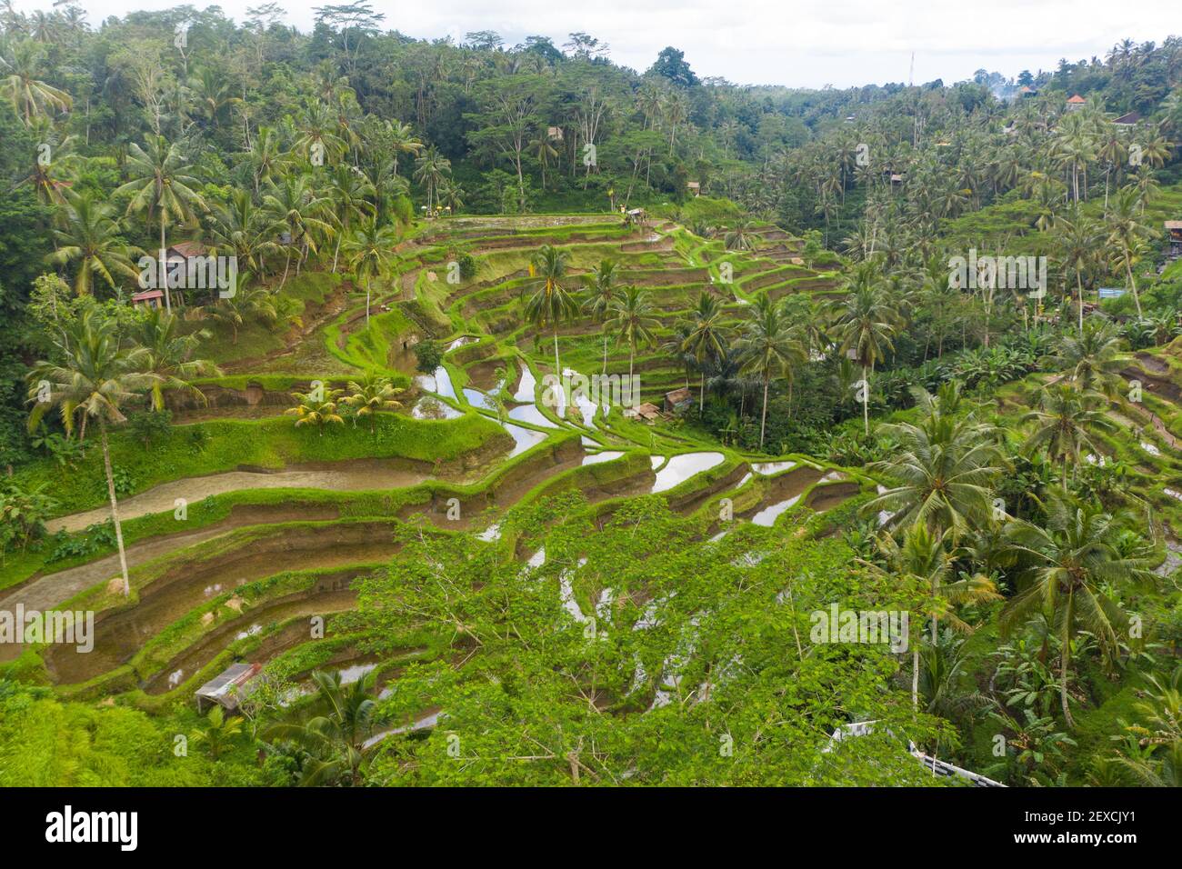 Luftaufnahme von üppig grünen bewässerten Reisfeldern Plantagen voller Wasser auf dem Hügel im Dschungel Terrassenreispflanzen im Regenwald in Bali, Indonesien Stockfoto