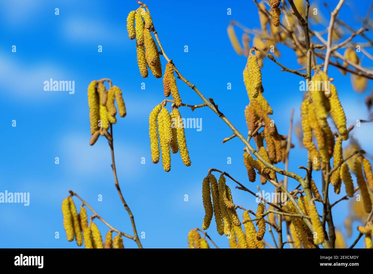 Natur Outdoor Pflanze Haselblüten Allergie Saison beginnt Stockfoto