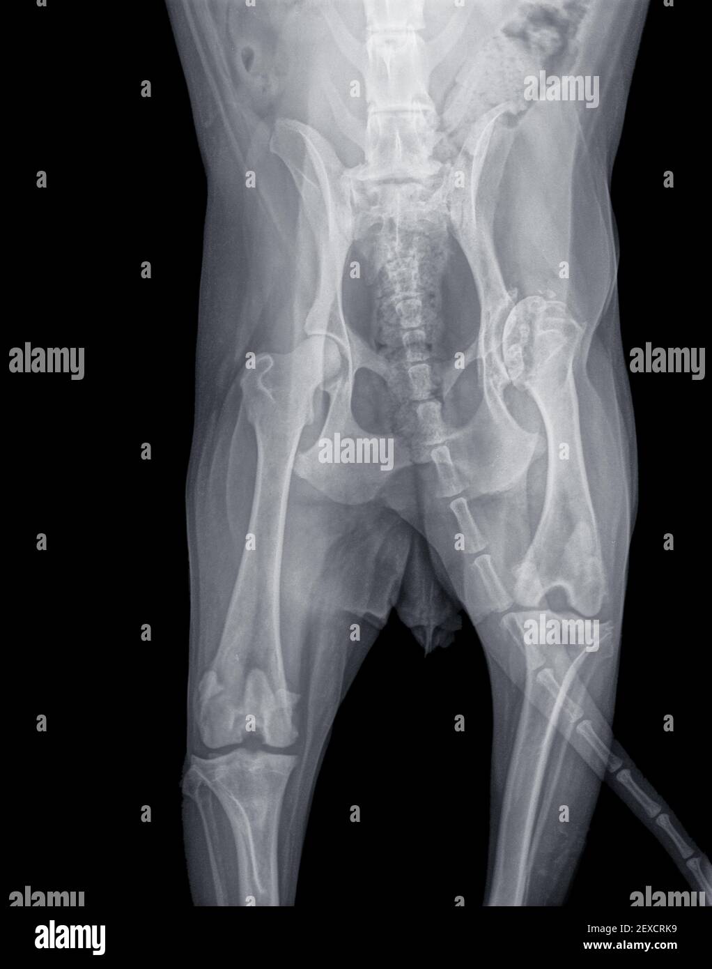 Röntgenaufnahme mit schwerer Hüftdysplasie und Osteoarthritis der rechten Hüfte und Knochenauflösung im Oberschenkelkopf eines Hundes. Der rechte Oberschenkel ist viel kürzer Stockfoto