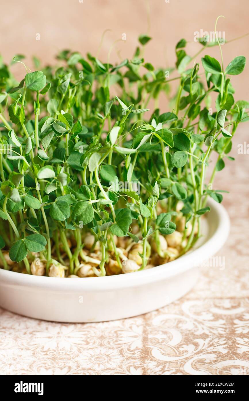 Erbsen-Mikrogemse mit Samen und Wurzeln. Samen gesprossene Erbsen.  Keimende Micro Greens. Saatgut Keimung zu Hause. Veganes und gesundes  Esskonzept. Growin Stockfotografie - Alamy