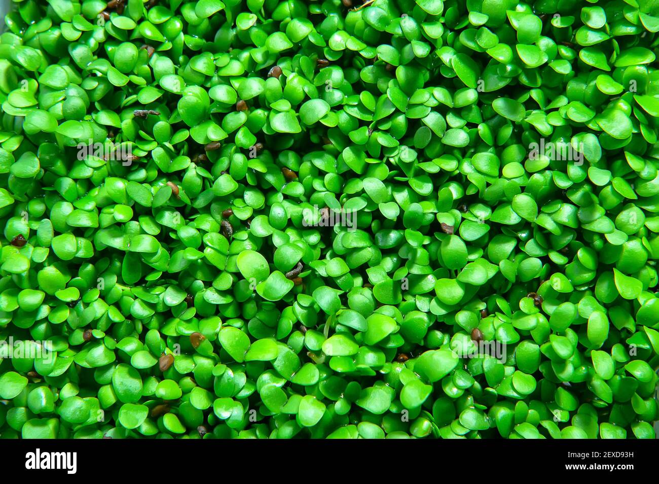 Senf-Mikrogrün. Grüne Blattstruktur Nahaufnahme Stockfoto