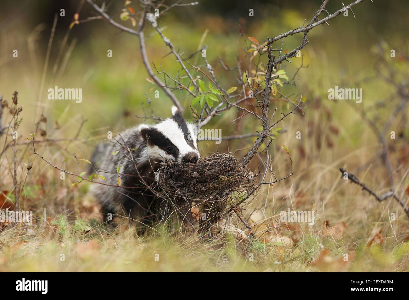 Dachs am Waldrand, Tier im Naturlebensraum, Europa. Wilder Dachs, Meles meles. Stockfoto