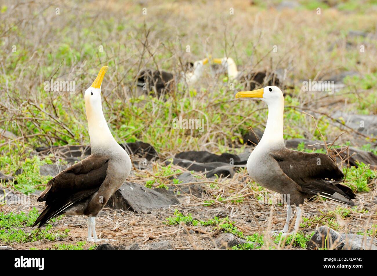 Gelber Wellenalbatros stammt aus den galapagos-Inseln Stockfoto