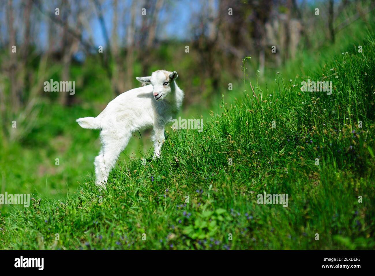 Weiß baby Ziege auf grünen Gras im sonnigen Tag Stockfoto