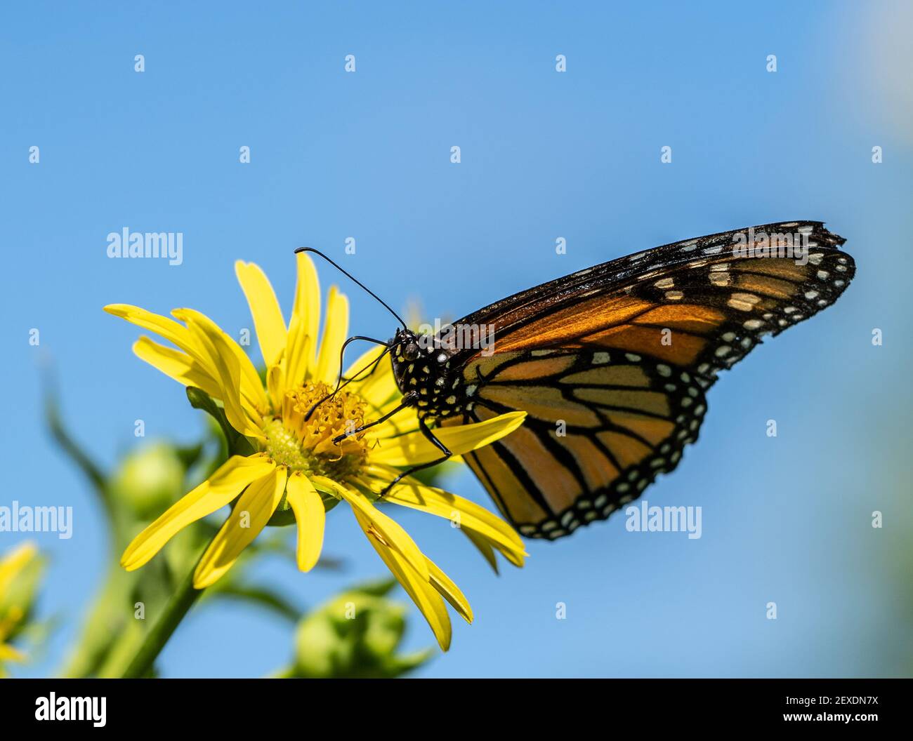 Nahaufnahme des Monarchschmetterlings, der sich auf der gelben Blume auf der Wiese ernährt. Stockfoto