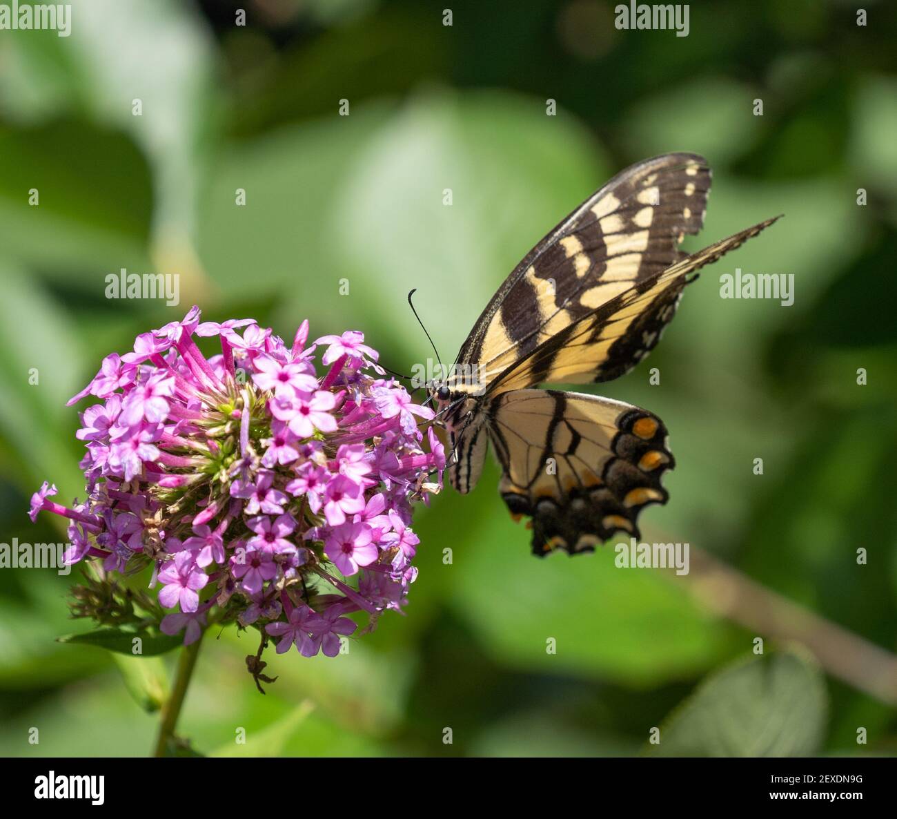 Schöne Tiger Schwalbenschwanz Schmetterling Fütterung auf lila Blume im Sommergarten. Stockfoto