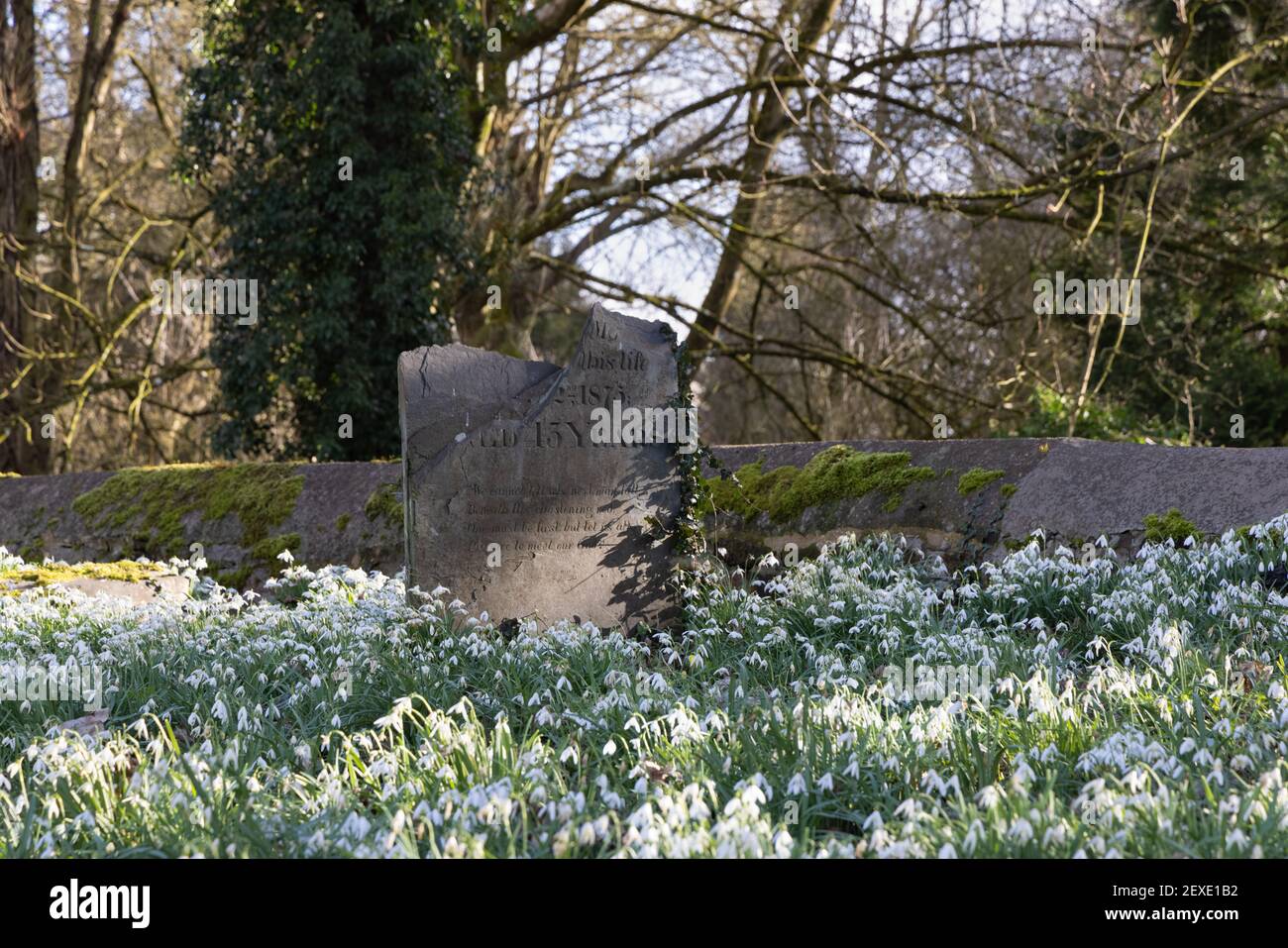 Weedon, Northamptonshire, UK - Februar 25th 2021: Ein zerbrochener Schiefergrabstein mit Efeu, der aufwächst, steht umgeben von Schneeglöckchen in einem Kirchhof. Stockfoto
