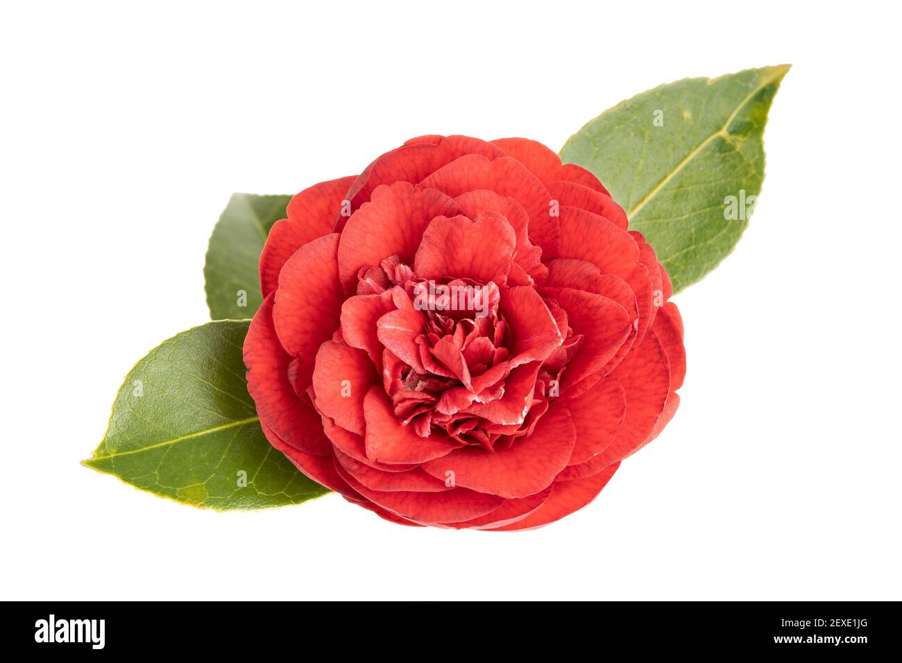 Volle Blüte Rote Kamelienblüte und Blätter isoliert auf weißem Hintergrund. Camellia japonica Stockfoto