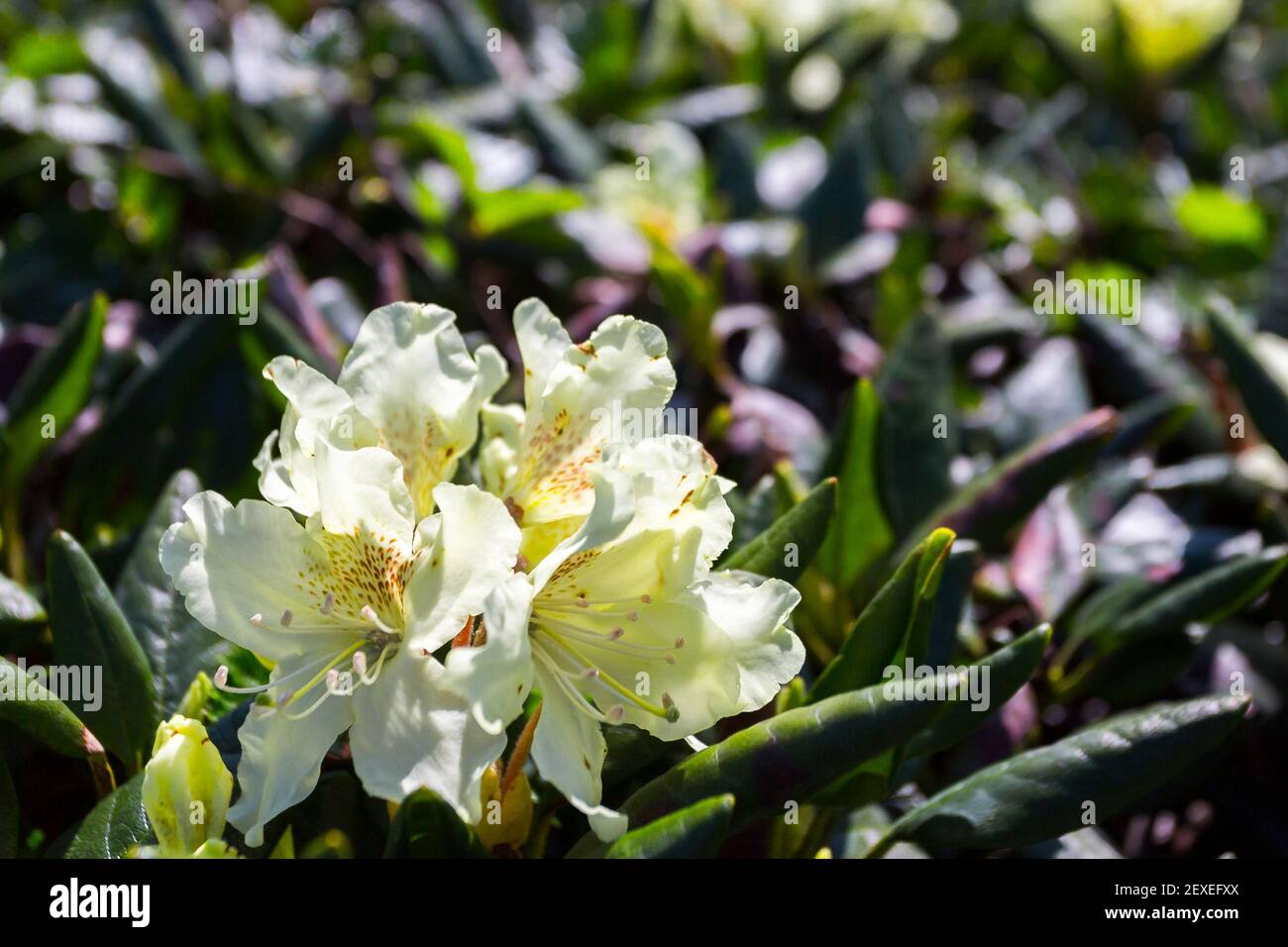 Gelbe, zarte Rhododendronblüten. Stockfoto