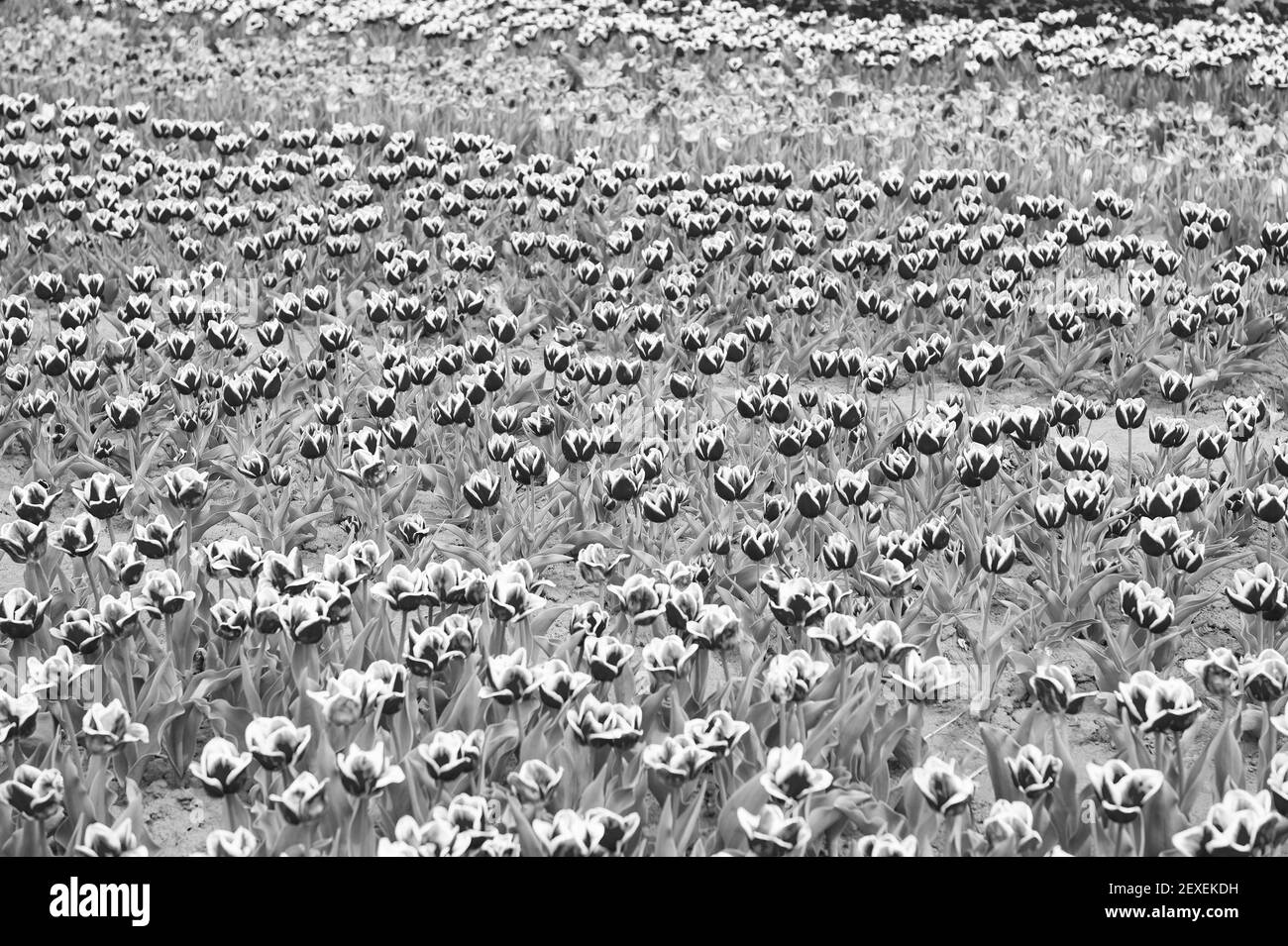 Frühling. Sommerfeld der Blumen. Gartenarbeit und Floristik. Schönheit und Frische der Natur. Wachsende Tulpen zum Verkauf. Viele Blumen für den Shop. tulpe blüht im Frühjahr. Helle Tulpe Blumenfeld. Stockfoto