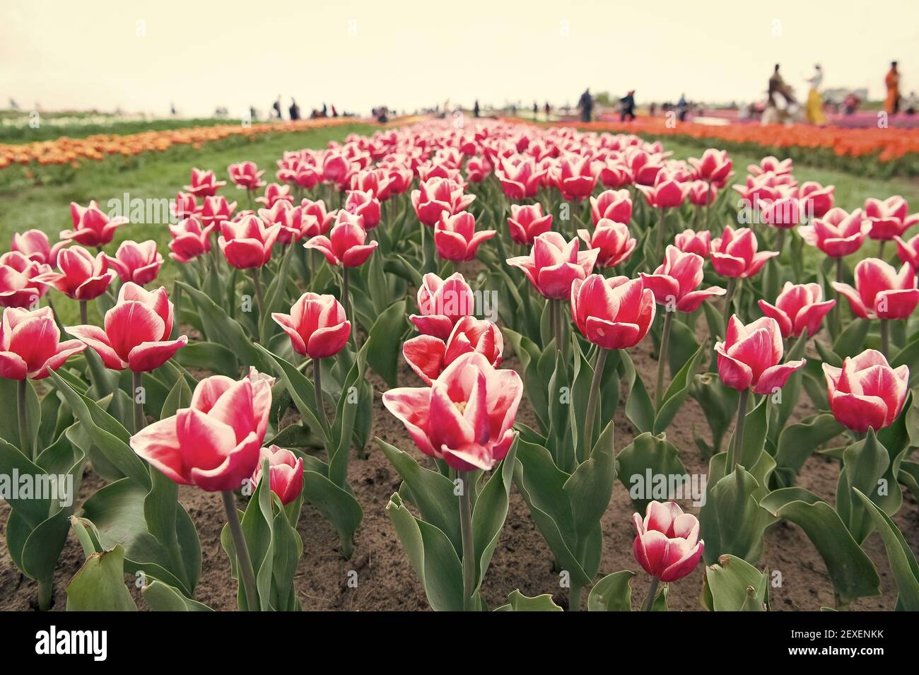 Tulpenmanie. Tulpenblüten blühen im Frühling. Tulip Feld auf natürliche Landschaft. Pflanzen und Wachsen. Blumenfarm. Floristik. Blumengeschäft. Schönheit der Natur. Reisen und Entdecken. Stockfoto