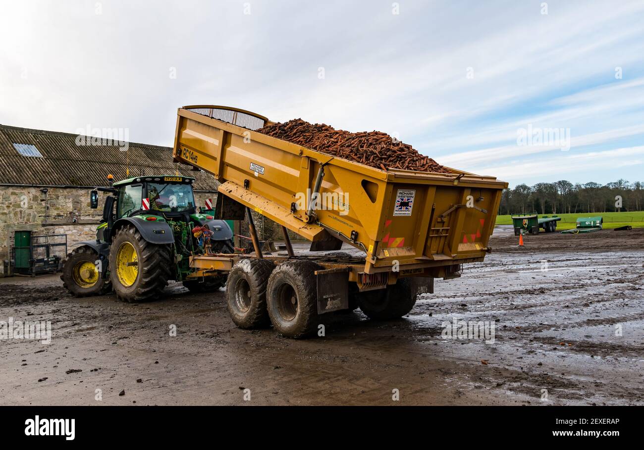 Traktoranhänger Ladung von Karotten in Hof während der Ernte, Luffness Mains Farm, East Lothian, Schottland, Großbritannien Stockfoto